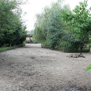 Wild boar Enclosure