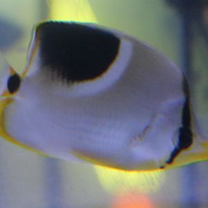 Saddle butterflyfish