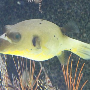 Arothron nigropunctatus