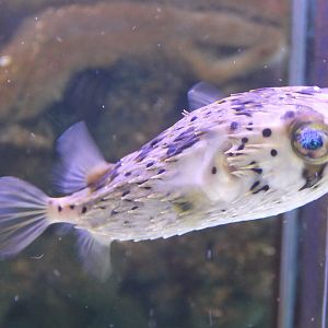 Long-spined porcupine fish - Diodon holocanthus