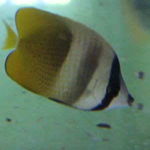 Sunburst butterflyfish - Chaetodon kleinii