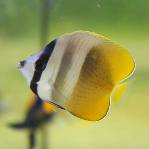 Sunburst butterflyfish - Chaetodon kleinii