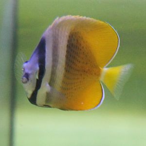 Sunbrust butterflyfish - Chaetodon kleinii