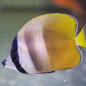 Sunbrust butterflyfish - Chaetodon kleinii