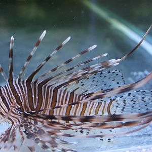 Lionfish species