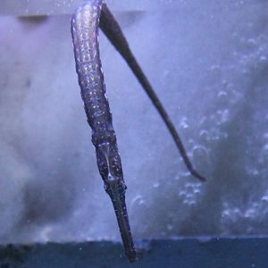 Needle fish ID
