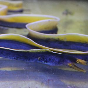 Rhinomuranea species