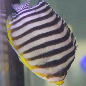 Multibar angelfish - Paracentropyge multifasciata