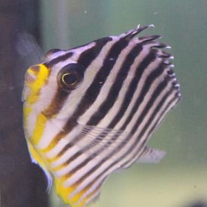 Multibar angelfish - Paracentropyge multifasciata