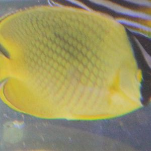 Latticed butterflyfish - Chaetodon rafflesii