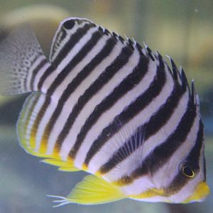 Multibar angelfish - Paracentropyge multifasciata