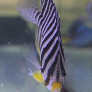 Multibar angelfish - Paracentropyge multifasciata