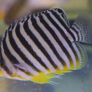 Multibar angelfish - Paracentropyge multifasciata