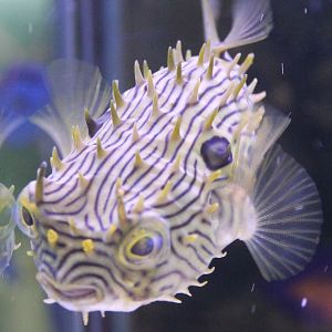 Long-spined porcupine fish - Diodon holocanthus