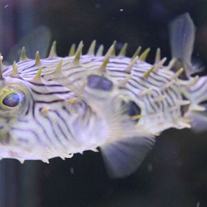 Long-spined porcupine fish - Diodon holocanthus
