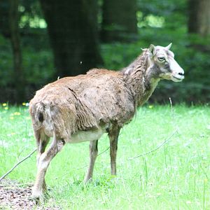 Mouflon