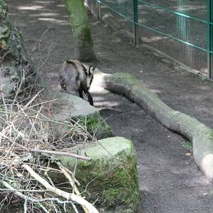 Enclosure Alpine chamois