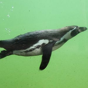 Humboldt penguin