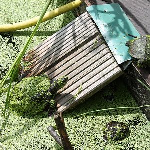 European pond turtles