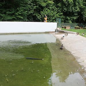 Mallards in Penguin-enclosure
