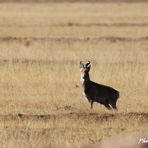 Przewalski gazelle male