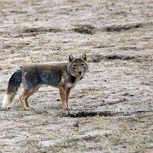 Tibetan Fox