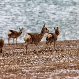 Tibetan Gazelle