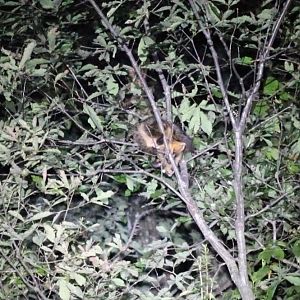 Gray-headed flying squirrel (Petaurista caniceps)