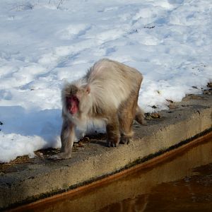 1/6/2016 - Japanese Macaque