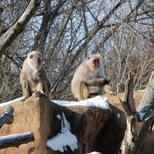 1/6/2016 - Japanese Macaques
