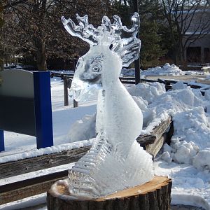1/6/2016 - Deer Ice Sculpture