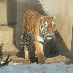 1/6/2016 - Amur Tiger