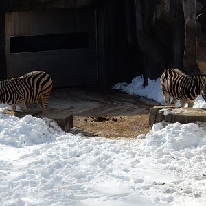 1/6/2016 - Damara Zebras (!)