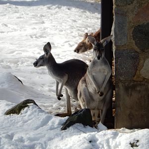 1/6/2016 - Red Kangaroos