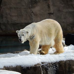 1/6/2016 - Snow Lilly