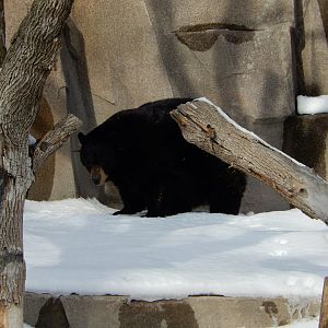 1/6/2016 - American Black Bear