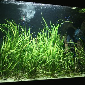 tropical freshwater aquarium