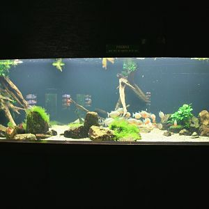Piranha aquarium
