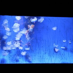 Jellyfish aquarium