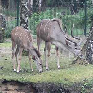 Greater kudus