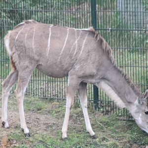 Greater kudu