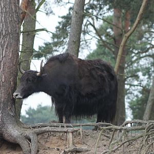 Yak
