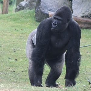 Western lowland gorilla
