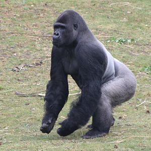 Western lowland gorilla