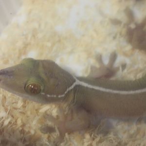 Gecko vittatus