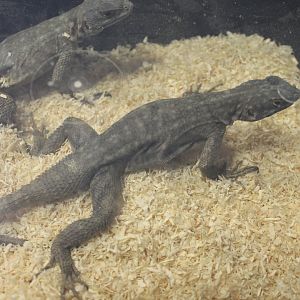 Oplurus quadrimaculatus