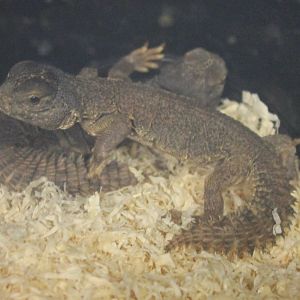 Uromastyx nigriventris
