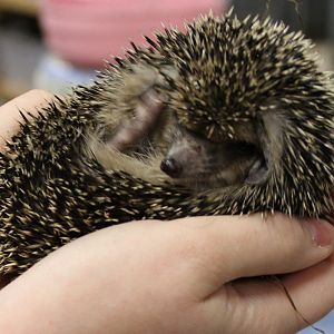 Egyptian Long-eared hedgehog