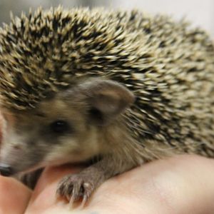 Egyptian long-eared hedgehog