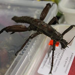 Eurycantha calcarata